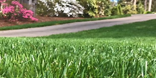 Lawn Fertilization