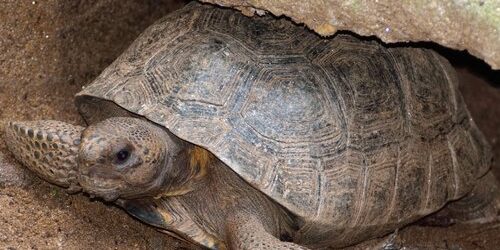 Gopher Tortoise Service